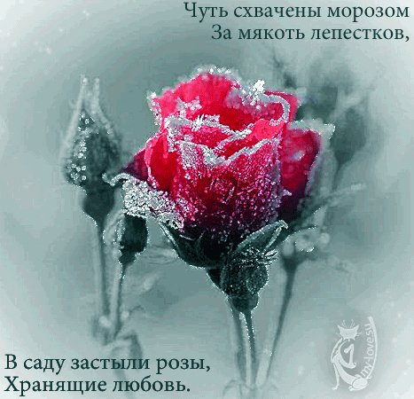 анимация Роза во льду