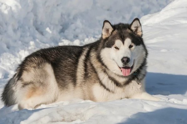 Аляскинский Маламут ..