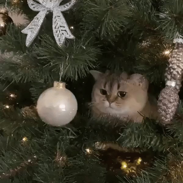 gif рршщщшг9г9