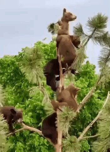 Медвежата играют