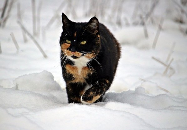 Кот