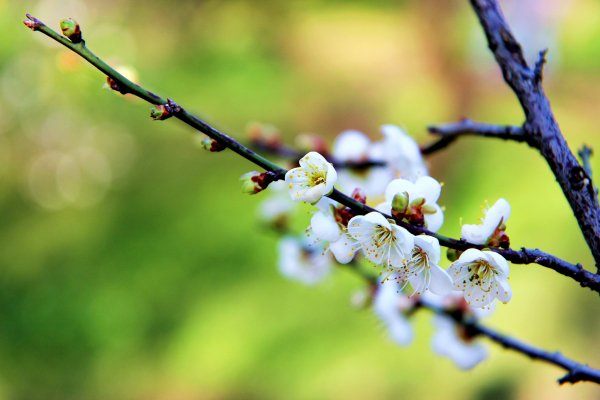 Vetka-pochki-cvety-belye-sliva
