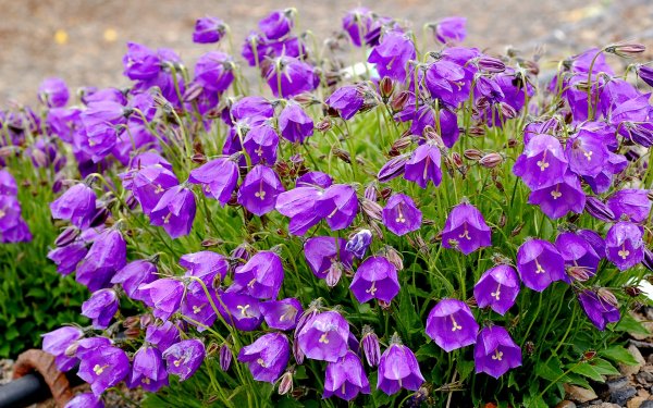 Violet колокольчик