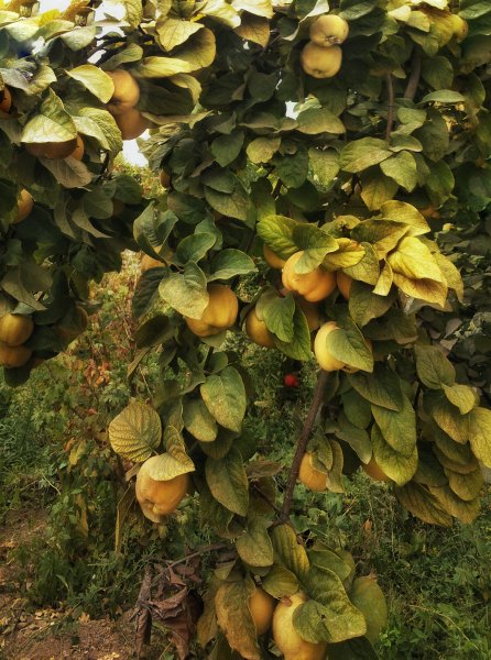 IMG 20180910 124703-01