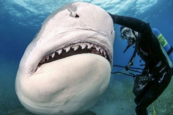 shark-026