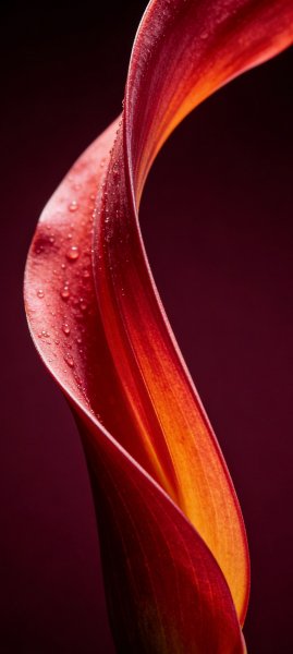 adapted 1080x2408 1772813743