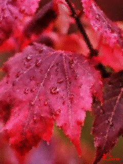 file_59459033