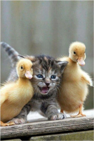Котэ