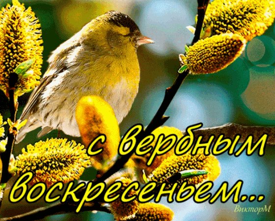 Анимированная открытка с вербным воскресеньем (2)