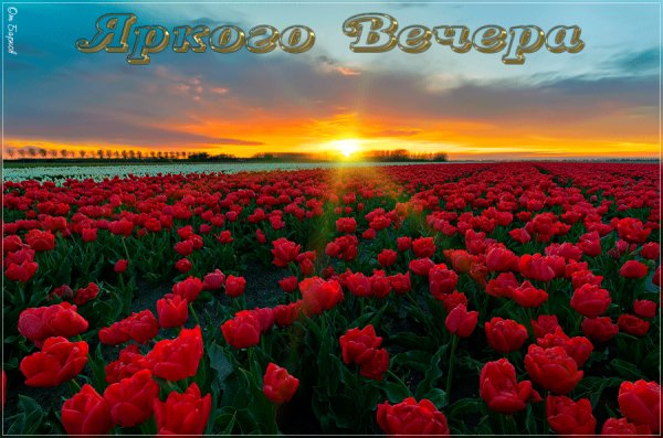 Яркого вечера!