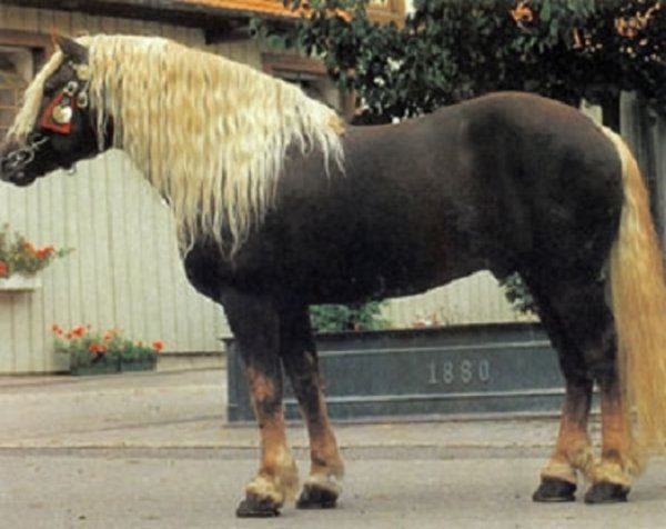 Норикийская порода лошадей