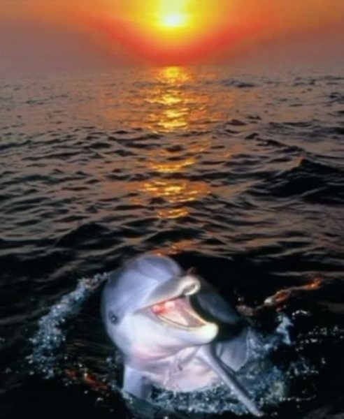 Дельфин