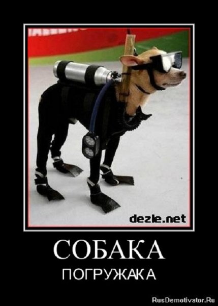 Собака в воду погружака