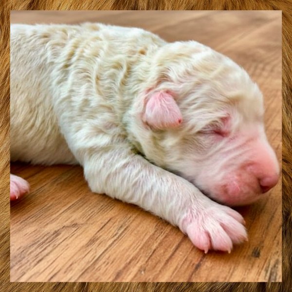 NJGVHTDCFDXGDFV72V248