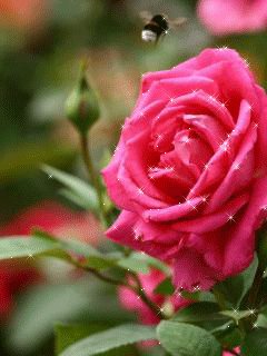 file_77077162