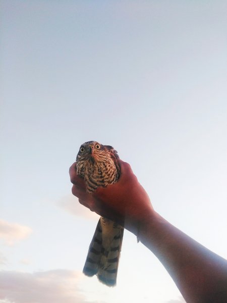 bird