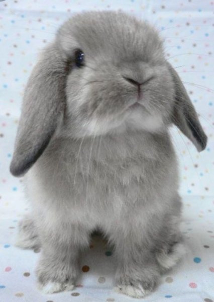 eb425426bbb7f92348efe76673488