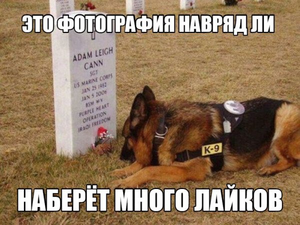 Пёс на могиле