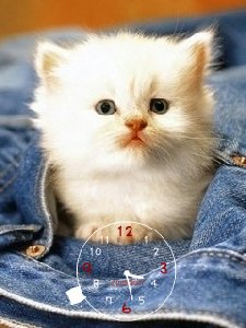 White kitty