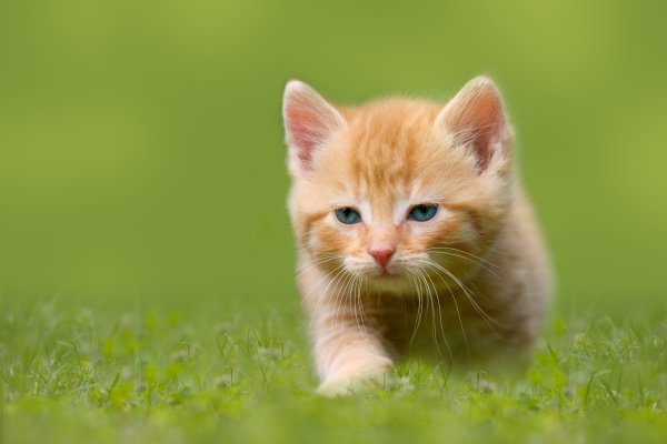 Котёнок