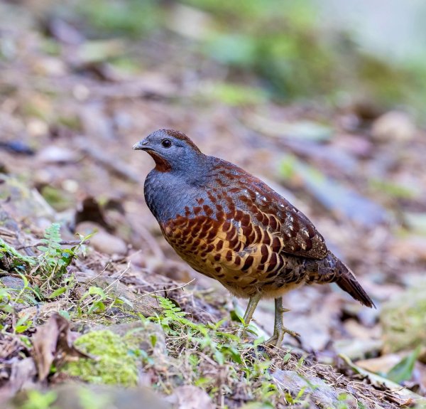 ТАЙВАНЬСКАЯ БАМБУКОВАЯ КУРОПАТКА