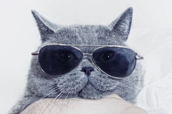 Cats Snout Glasses 541847 3000x2000