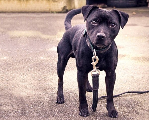 Паттердейл-терьер