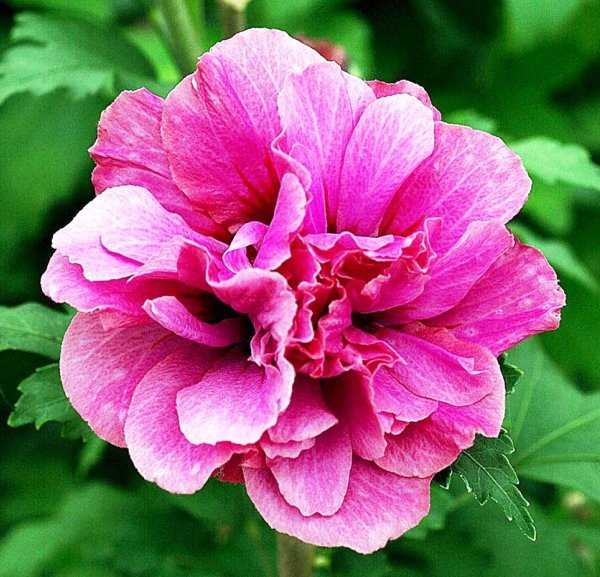 Гибискус Дюк де Брабант (Duc de Brabant)