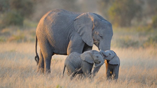 ElephantTwins ROW1132340336 UHD