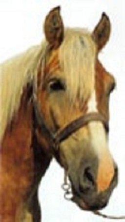 Шлезвигская порода лошадей (3)