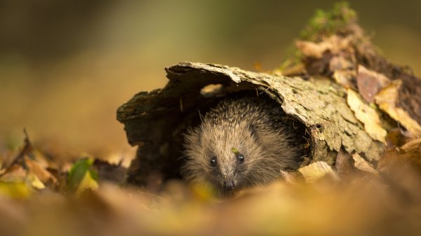 AutumnHedgehog ROW1028105683 UHD