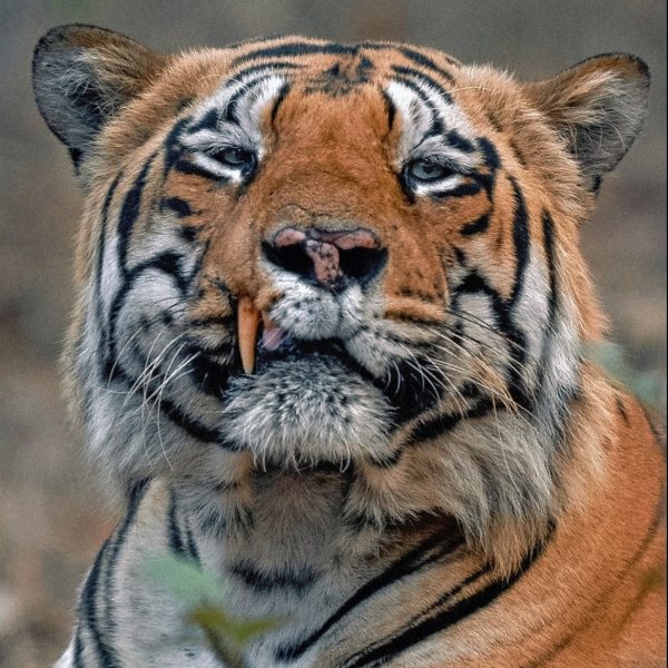 ESDRDCGTFGGBJHJ0FM24S