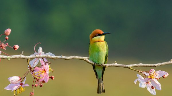 Chestnutheadedbeeeater shutterstock 1920x1080
