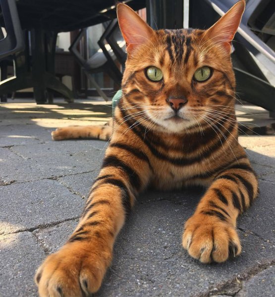 бенгальский кот