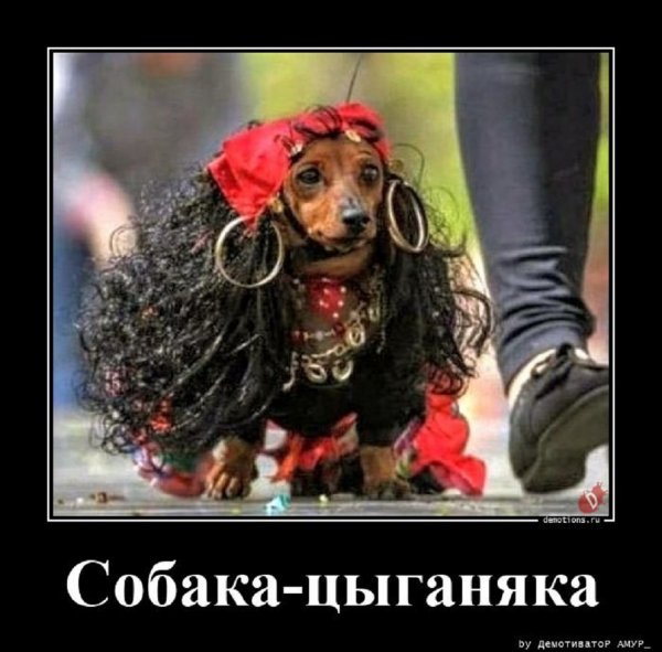 Собака циганяка