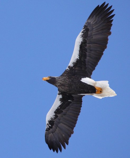 БЕЛОПЛЕЧИЙ ОРЛАН