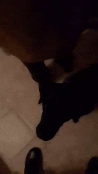 gifs 19