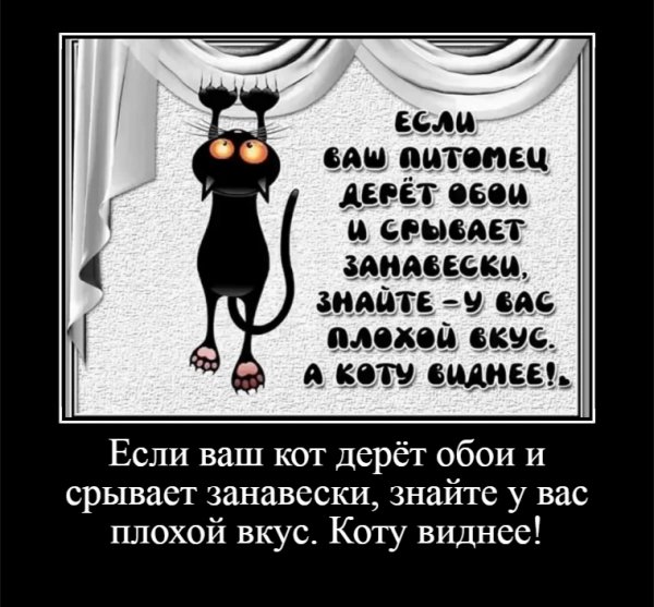 Если ваш кот дерёт обои и срывает занавески, знайте у вас