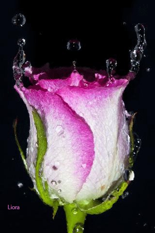 file_62609361