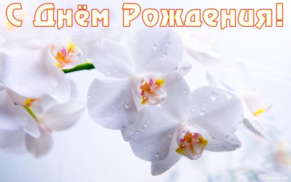С Днём Рождения