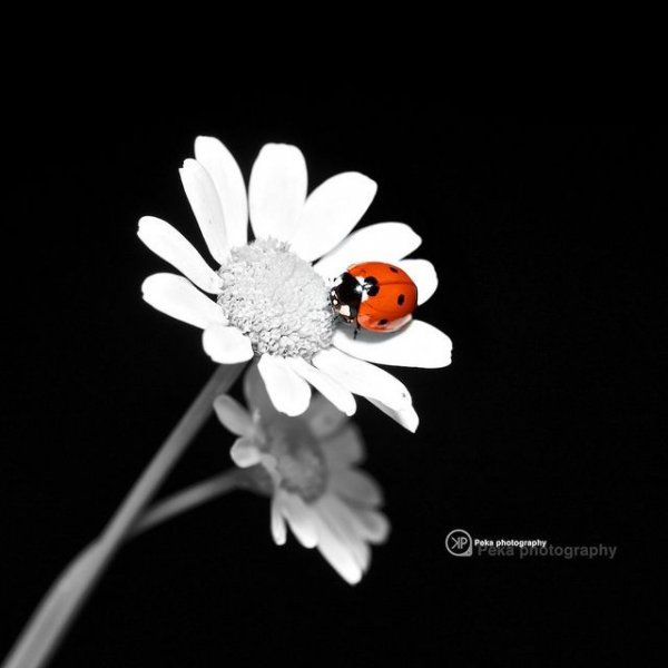 file_90367408