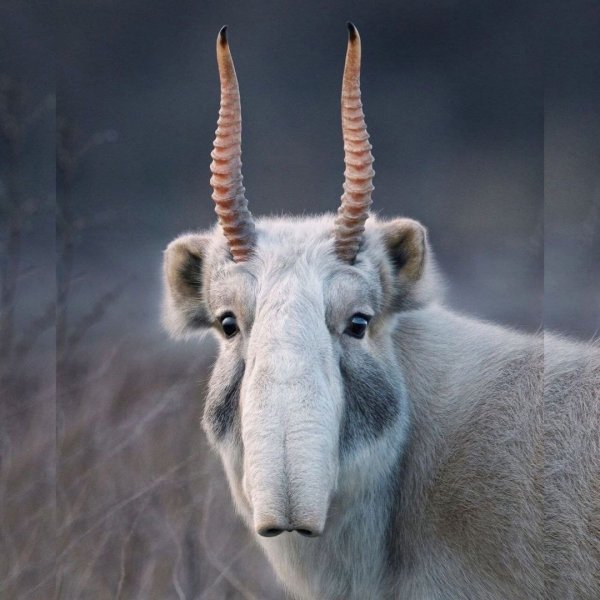 Сайга