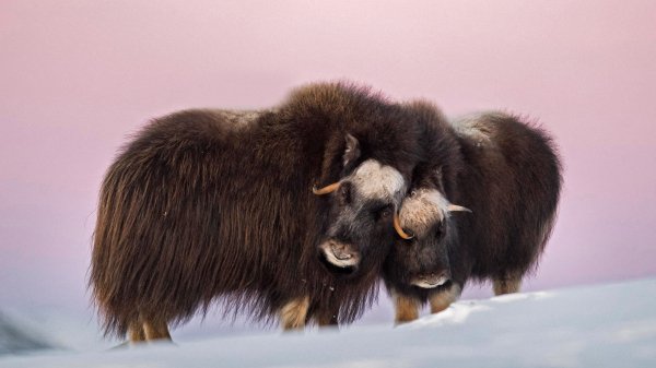 NorwayMuskox ROW0803564189 UHD