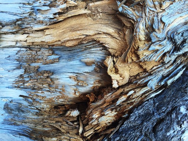 Tree-bark-pattern-gt