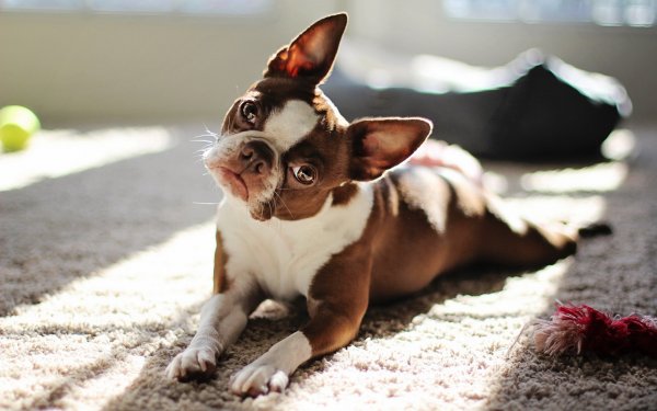 red boston terrier взгляд собака..file