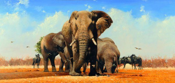 Nah-africa-herd-blue-sky-birds-wildlife-landscape-orange