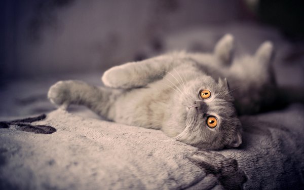 плюшевый кот британский..file