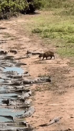 Бесстрашная Капибара