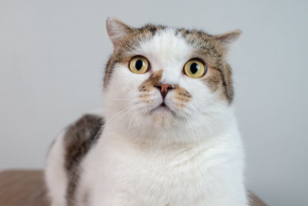 Shutterstock 1259951290