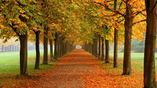 красивые обои